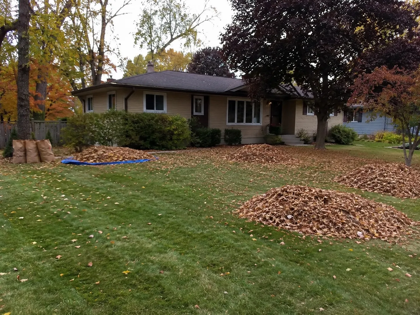 Feuilles d’automne rassemblées en tas sur une pelouse