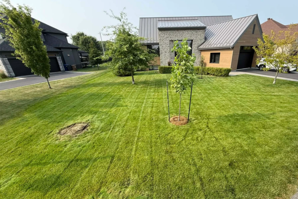 tonte-de-gazon-paradis-du-gazon